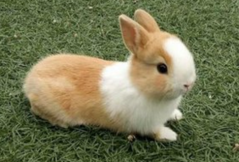 侏儒兔似乎长不大，那怎么它几个月成年呢？
