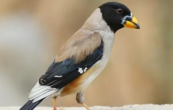 黑尾蜡嘴雀怎么饲养?你们知道吗? 黑尾蜡嘴雀怎么饲养?你们知道吗?