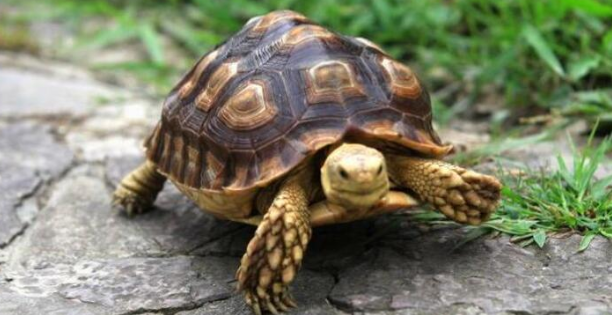 今日科普：乌龟患病会传染给人吗？