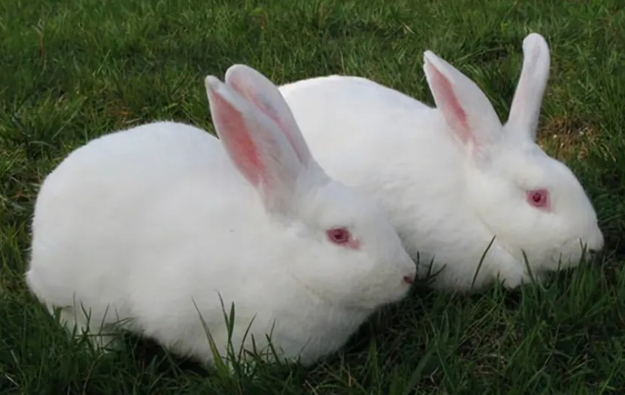 新西兰兔与日本大耳白兔的区别？看这里就对了！