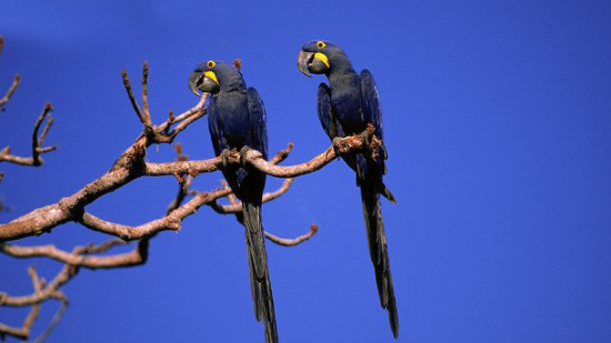 紫蓝金刚鹦鹉的价格让你想不到？不要随意养