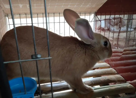 不想当冤大头，就来看看虎皮黄兔多少钱一只吧！