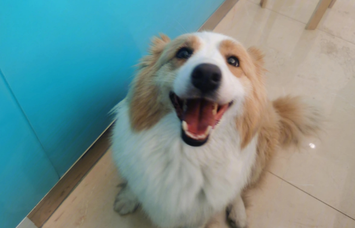 边牧吃草是怎么回事？原因是这个！