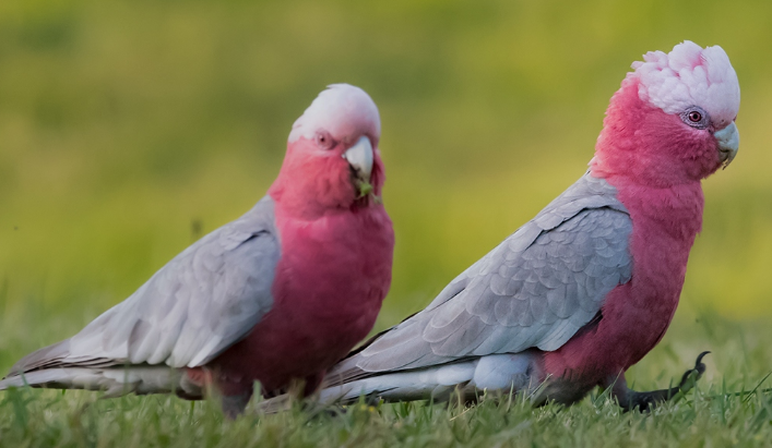 粉红凤头鹦鹉能活多久?来了解下吧 粉红凤头鹦鹉能活多久?来了解下吧