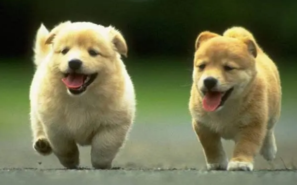 耳螨狗狗怎么治疗？