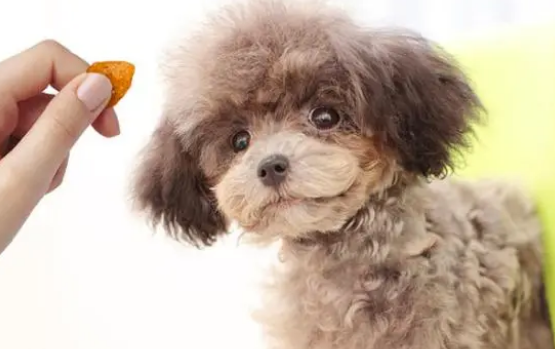 狗狗如何换狗粮？来看看科学的方法