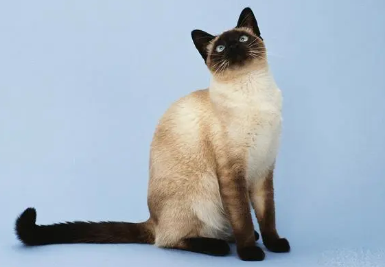 暹罗猫好养吗？想养的人来看一下吧