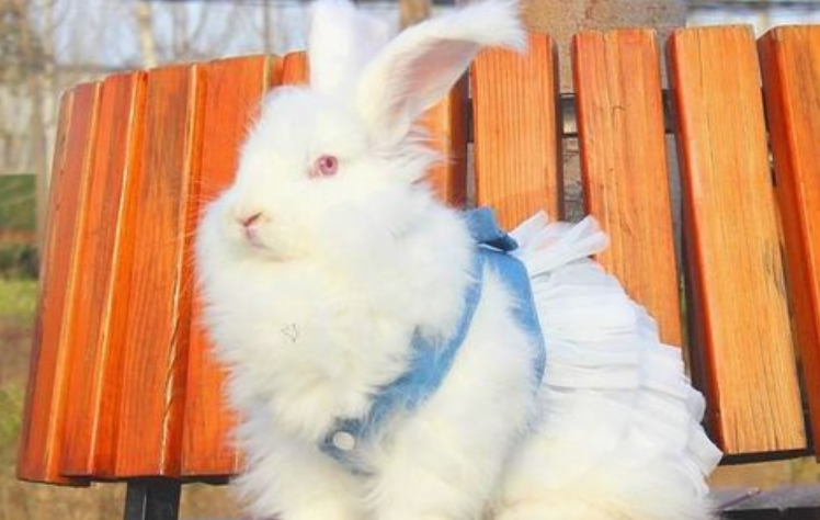 安哥拉长毛兔与獭兔区别,大家快来get一下~ 安哥拉长毛兔与獭兔区别,大家快来get一下~