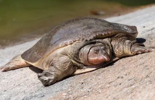 软壳龟能活多久，你们知道吗？