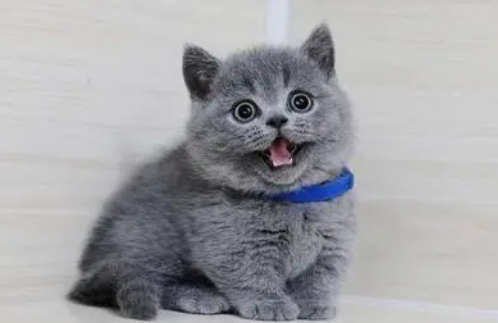 英短和蓝猫是一个品种吗?想养的了解下吧 英短和蓝猫是一个品种吗?想养的了解下吧