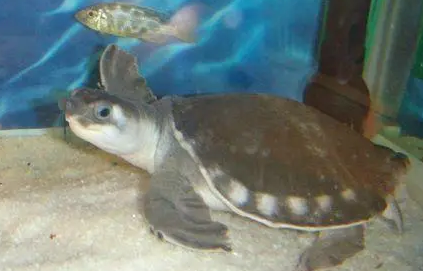 猪鼻龟水温多少度合适？养的人来看看