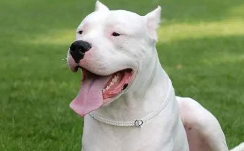 杜高犬几岁身高才定型，一文告诉你答案！