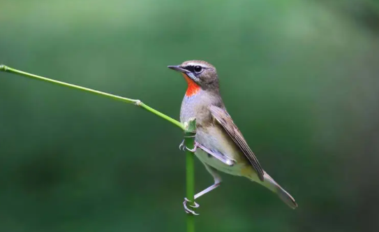 新手快来了解，红靛颏鸟用什么洗澡？