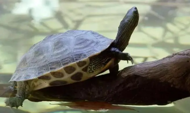 你们说，中华龟需要晒太阳吗？