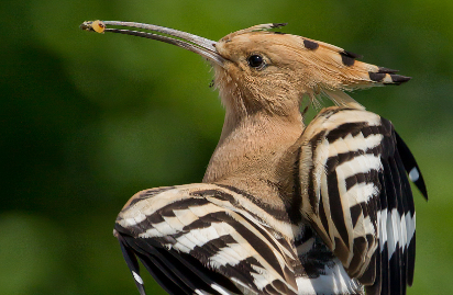 戴胜吃什么？想养的人来看看吧