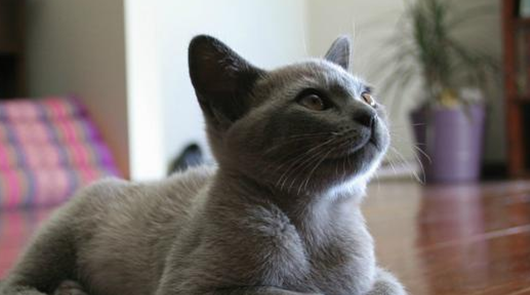 想知道蓝猫是哪国的品种？来看看这篇文章