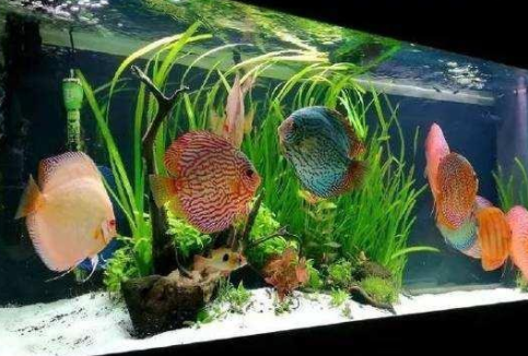 改善鱼缸水质的小妙招