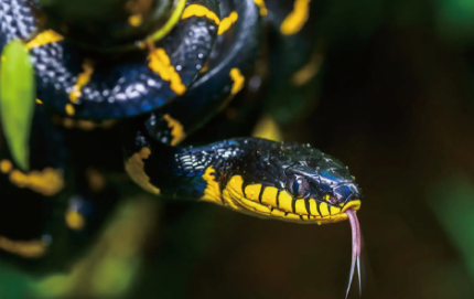 黄环林蛇长什么样子?我来告诉你答案! 黄环林蛇长什么样子?我来告诉你答案!