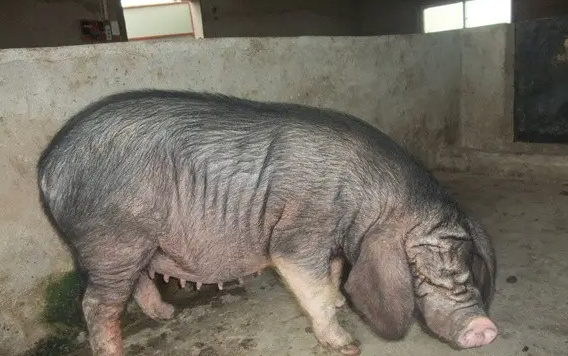 太湖母猪能长多大呢？养殖户可以来看看！