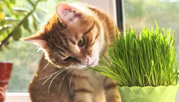 猫草的作用与功效？猫草的优点