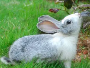 新手小白速看：青紫蓝兔寿命