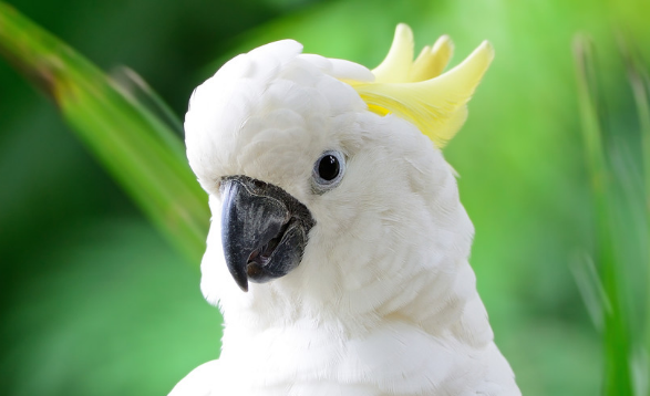 白凤头鹦鹉好不好养?掌握这些技巧就好养 白凤头鹦鹉好不好养?掌握这些技巧就好养