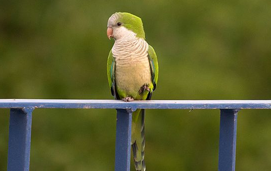 和尚鹦鹉什么时候换毛,这篇文章给你答案 和尚鹦鹉什么时候换毛,这篇文章给你答案