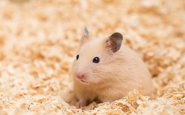 如何分辨一线仓鼠公母？带你轻松了解