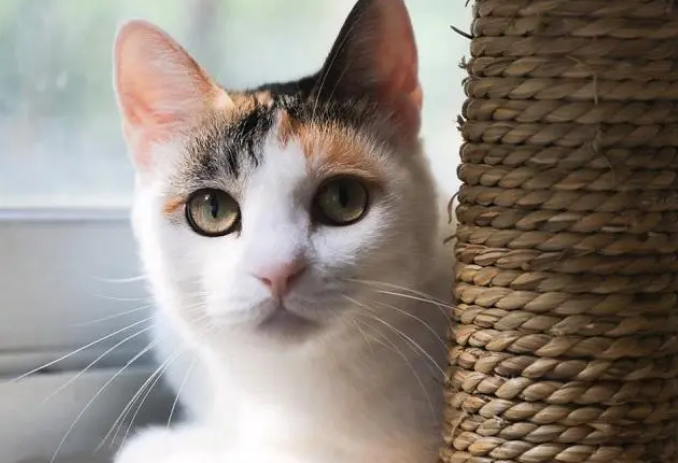 猫砂种类繁多，各有各的优点