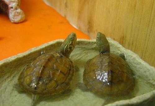 腊戍拟水龟价格贵吗？想养的饲主来了解一下