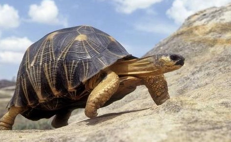 乌龟怎么养？一次喂多少龟粮？