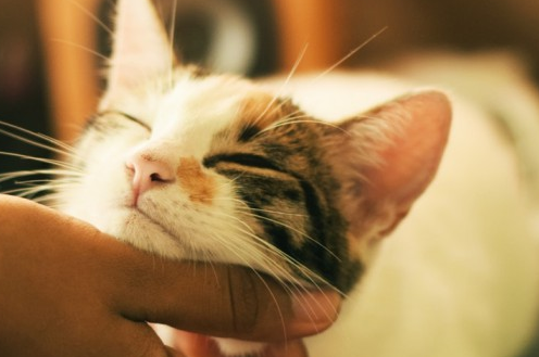 猫咪的饮水癖好，看看你知多少