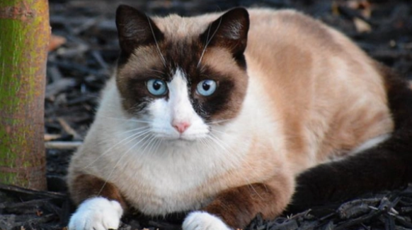 猫条和猫罐头的区别是什么？你知道吗