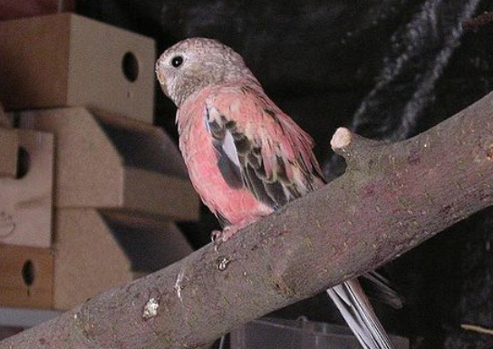 伯克氏鹦鹉多少钱一只，想知道的看过来！