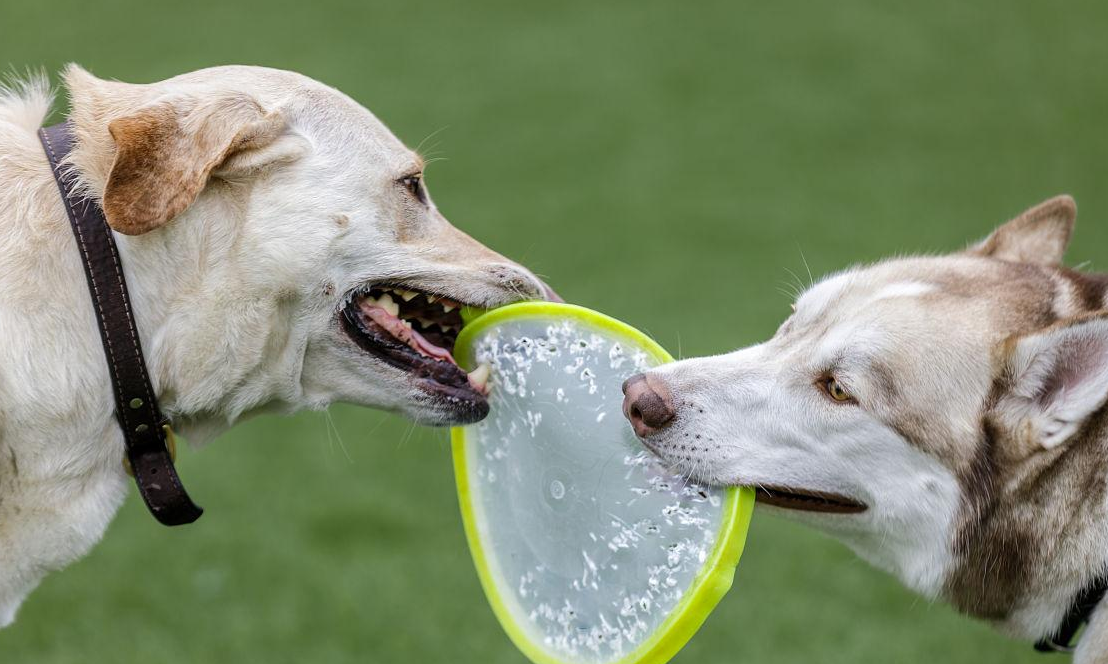 三种最不咬人的狗分别是这3种！