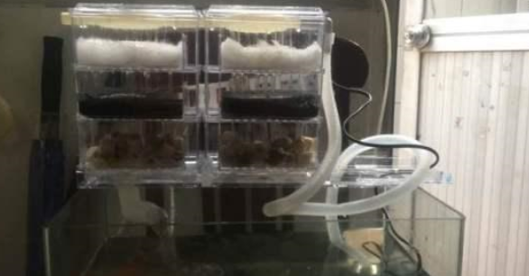 鱼缸怎么培养硝化细菌，做到这三点能快速养菌