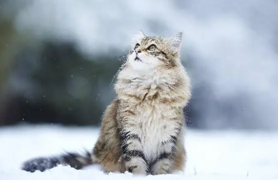 宠物究竟如何驱虫？最全的解答！通俗易懂