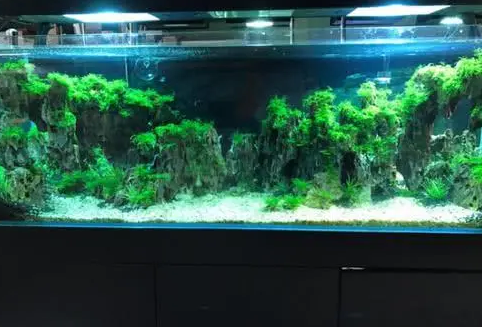 鱼缸水质变差，如果才能改善水质，让它变成空气缸