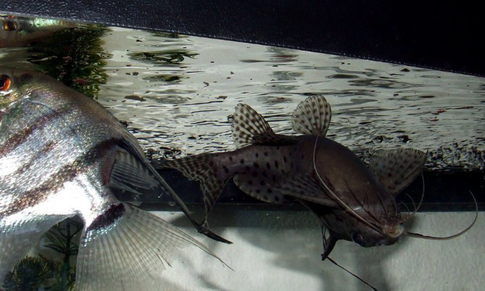 是鱼不是猫，反游猫为何总是反着游？