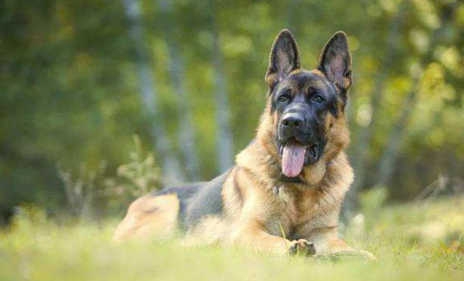 德牧还是土狗的幼犬怎么分辨