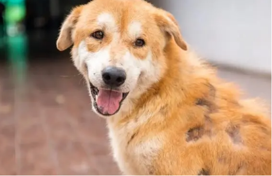 狗狗脱毛一块一块的，养狗人士需要了解一下