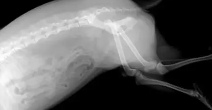 狗受伤了会自愈吗？答案如下