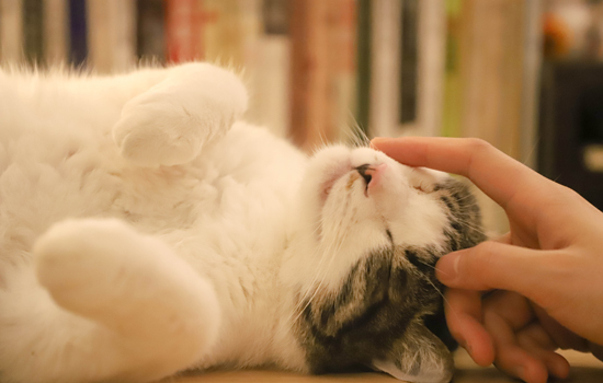 布偶猫剃毛后为什么颜色变深，这篇文章给你答案~