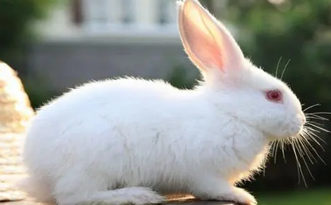 佛州白兔怎么训练？铲屎官来瞧一瞧吧