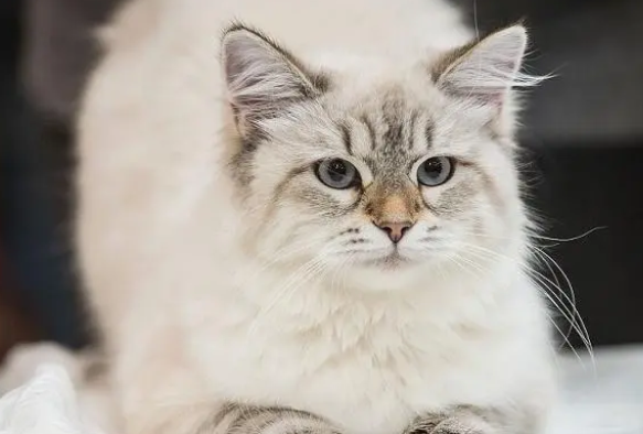 常见猫砂优缺点大解析，价格贵不一定是最好的，吸味除臭才是关键