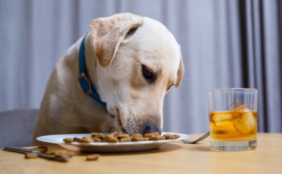 别再这样给狗狗换粮了，会让它很难受！