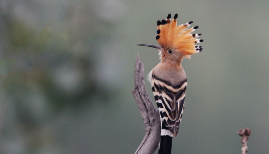 花蒲扇鸟多少钱一只？贵吗？