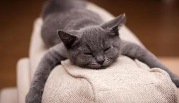 别浪费钱买“猫窝”了,猫咪根本不喜欢,原因很真实! 别浪费钱买“猫窝”了,猫咪根本不喜欢,原因很真实!