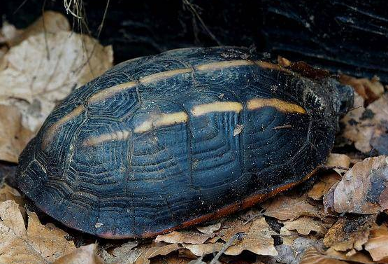 三棱黑龟咬人吗？来get一下吧