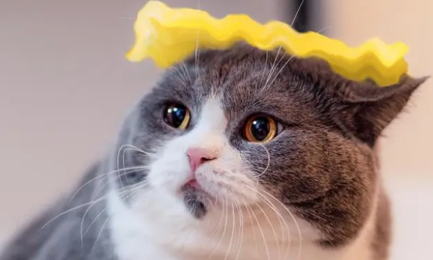 猫条没营养不能喂？猫条不是毒药，而且对猫来说好处不少